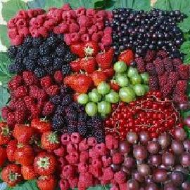 Drobné ovoce