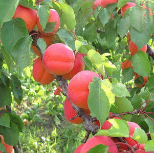 Ovocné stromky